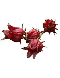  ِHIBBA هيبا                                                                شاي الأعشاب بالمورينغا والكركديه 