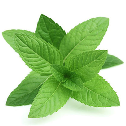 Infusion Moringa Menthe